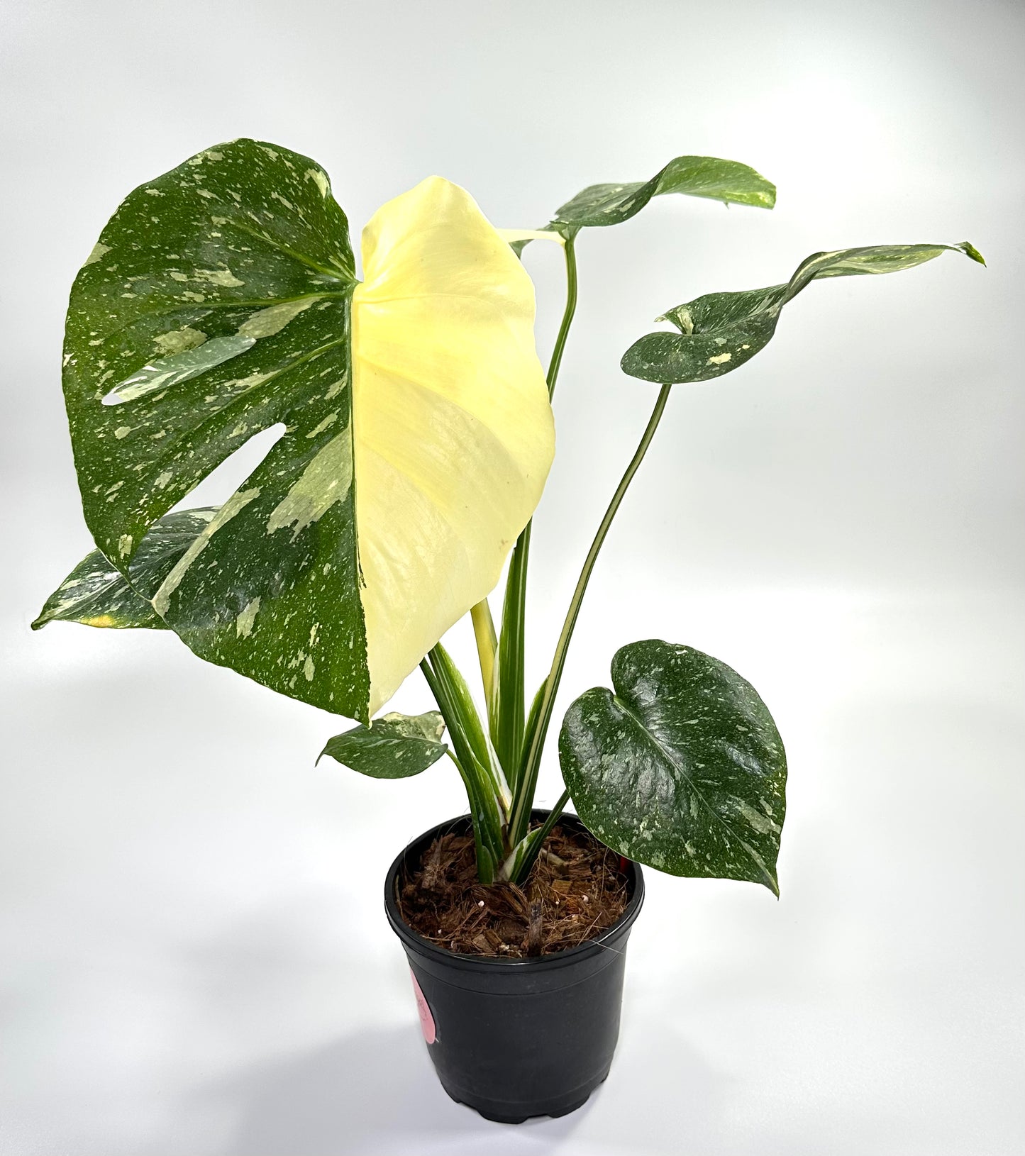 Monstera deliciosa 'Thai Constellation' - No. 2