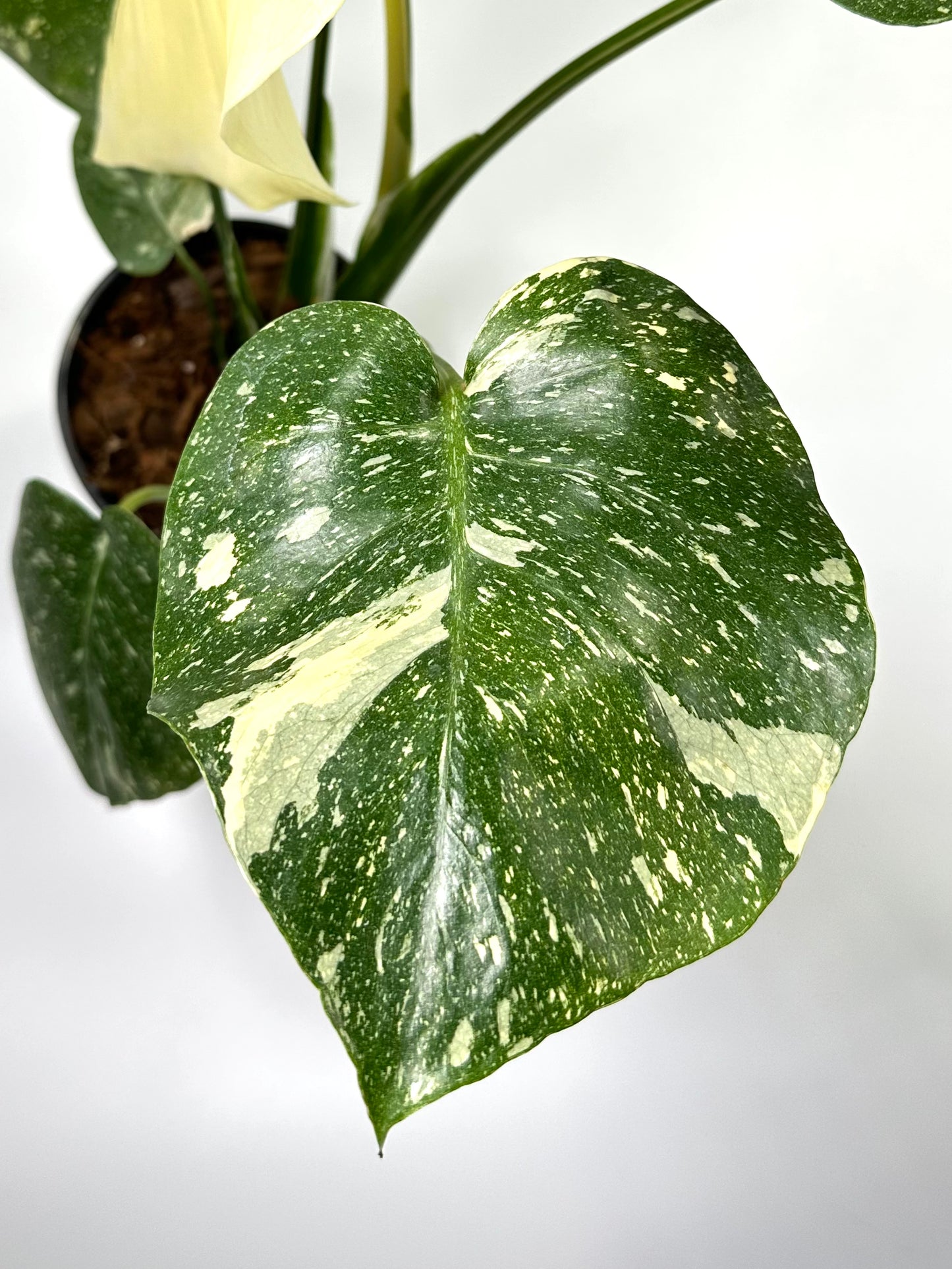 Monstera deliciosa 'Thai Constellation' - No. 2
