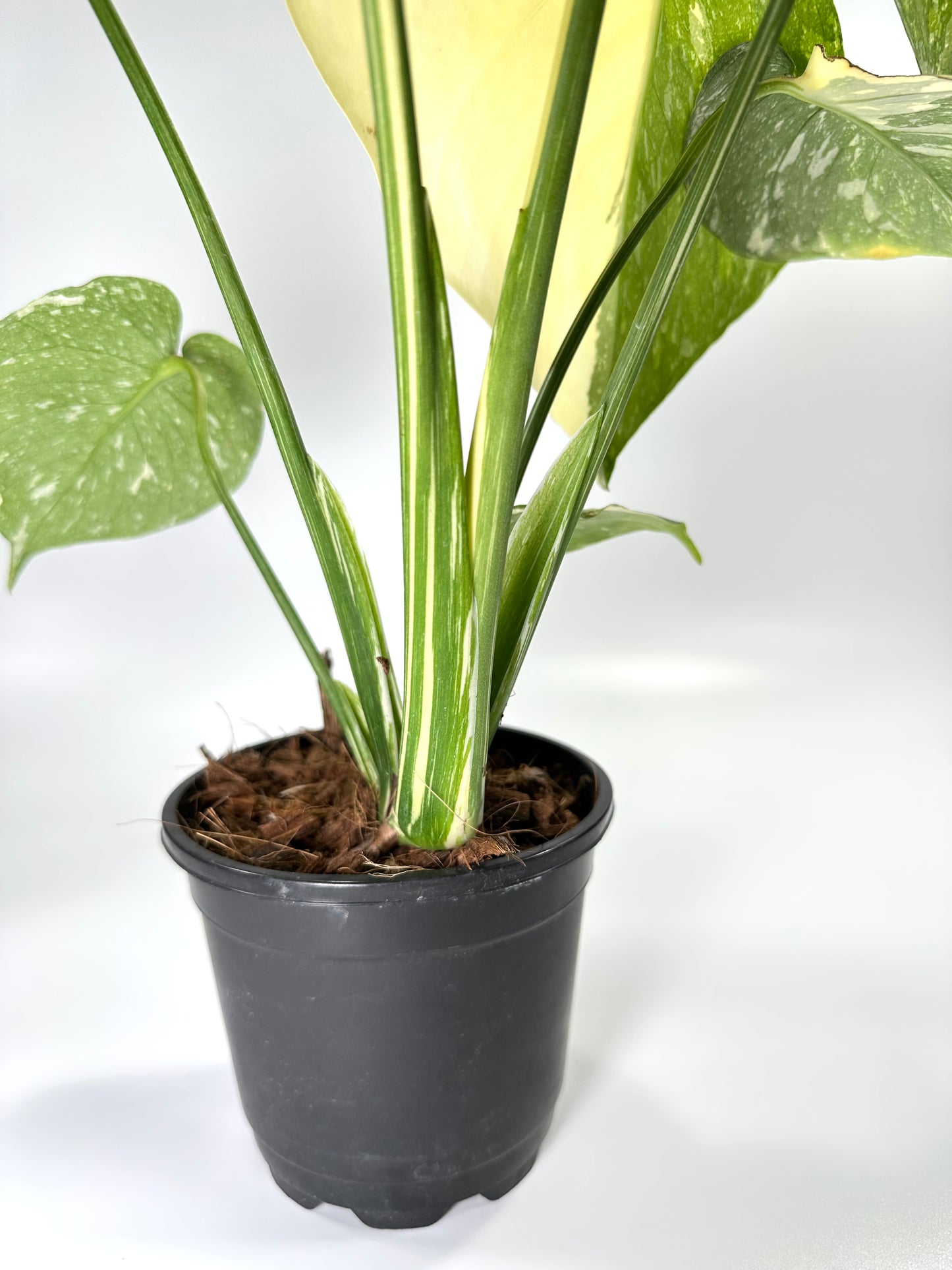 Monstera deliciosa 'Thai Constellation' - No. 2