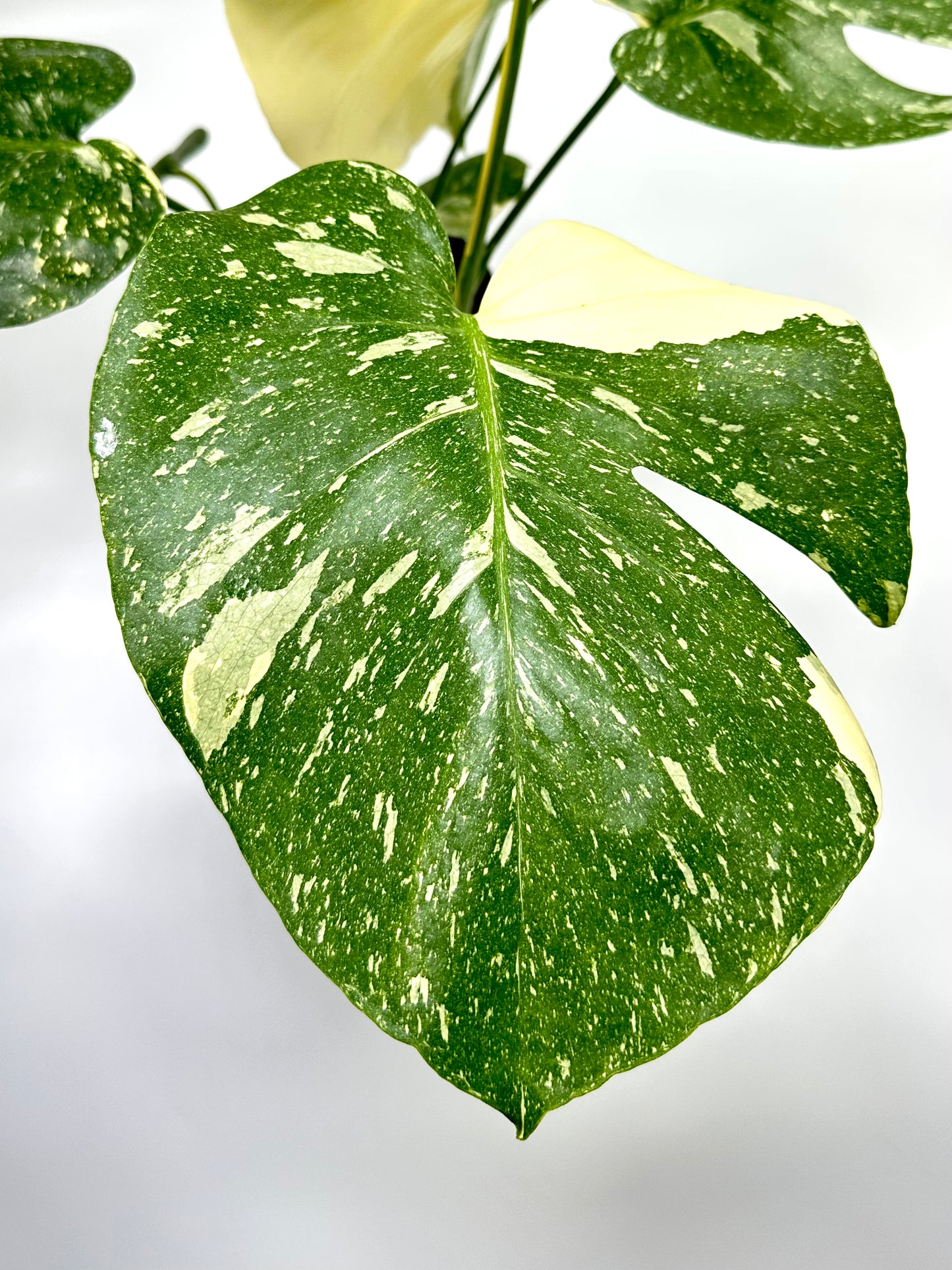 Monstera deliciosa 'Thai Constellation' - No. 2