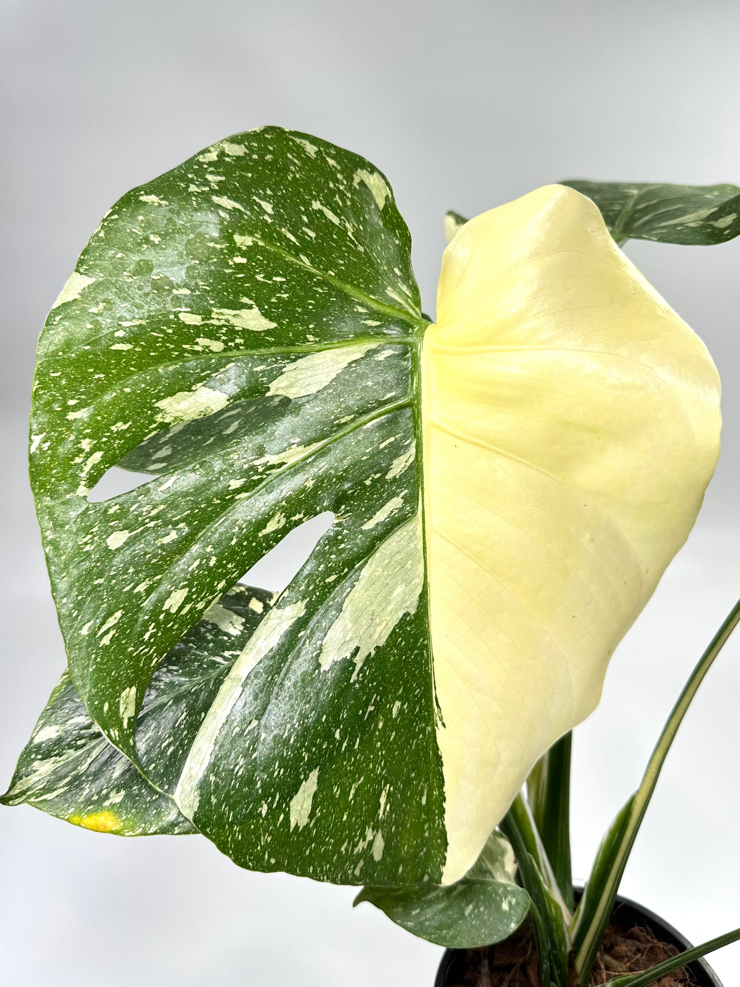 Monstera deliciosa 'Thai Constellation' - No. 2