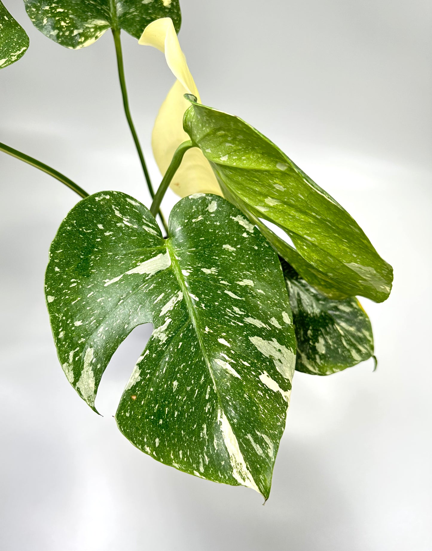 Monstera deliciosa 'Thai Constellation' - No. 2