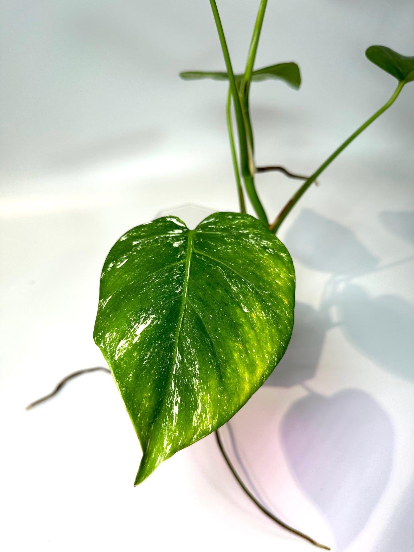 Monstera deliciosa 'Albo' (small form) - No. 2