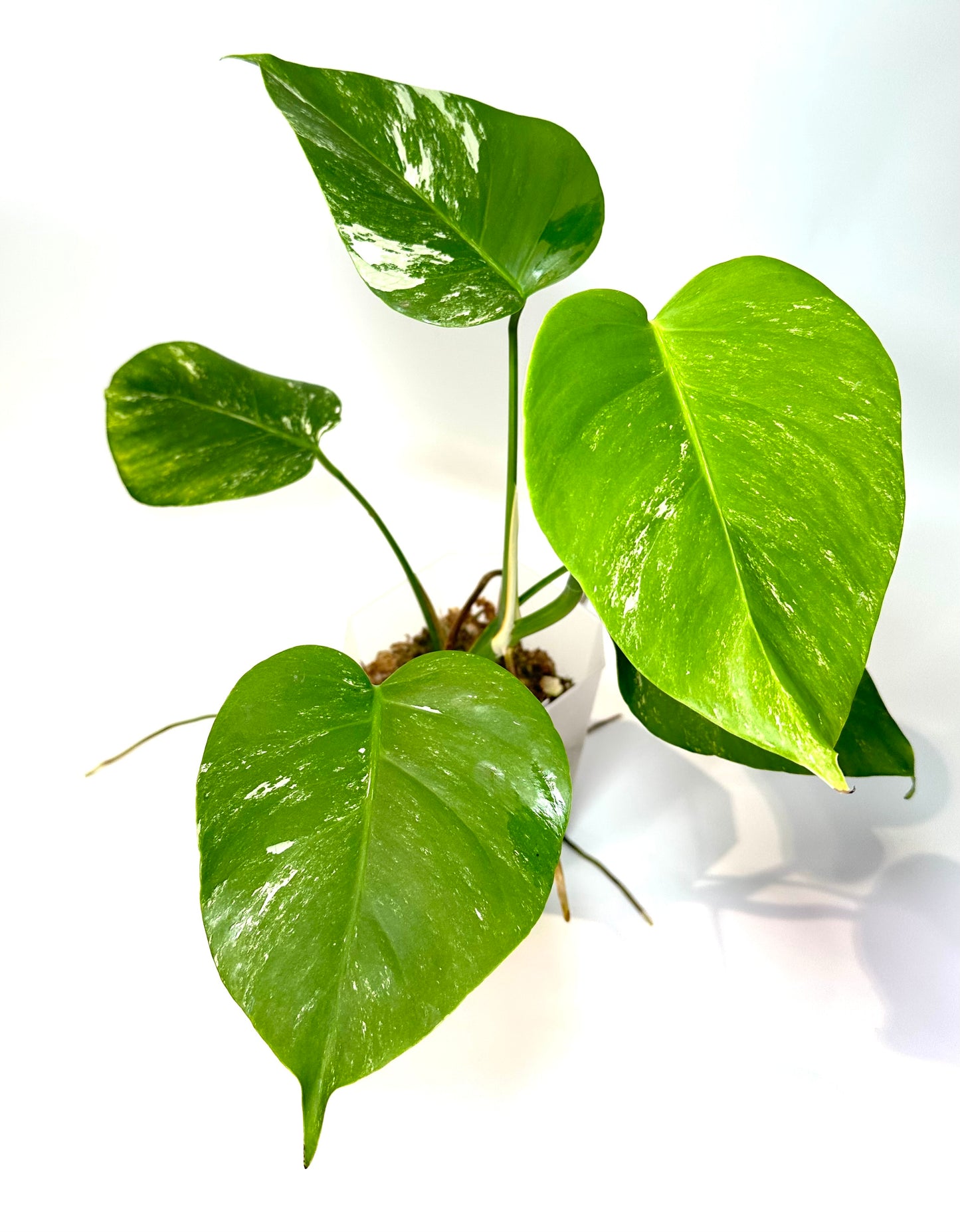 Monstera deliciosa 'Albo' (small form) - No. 2