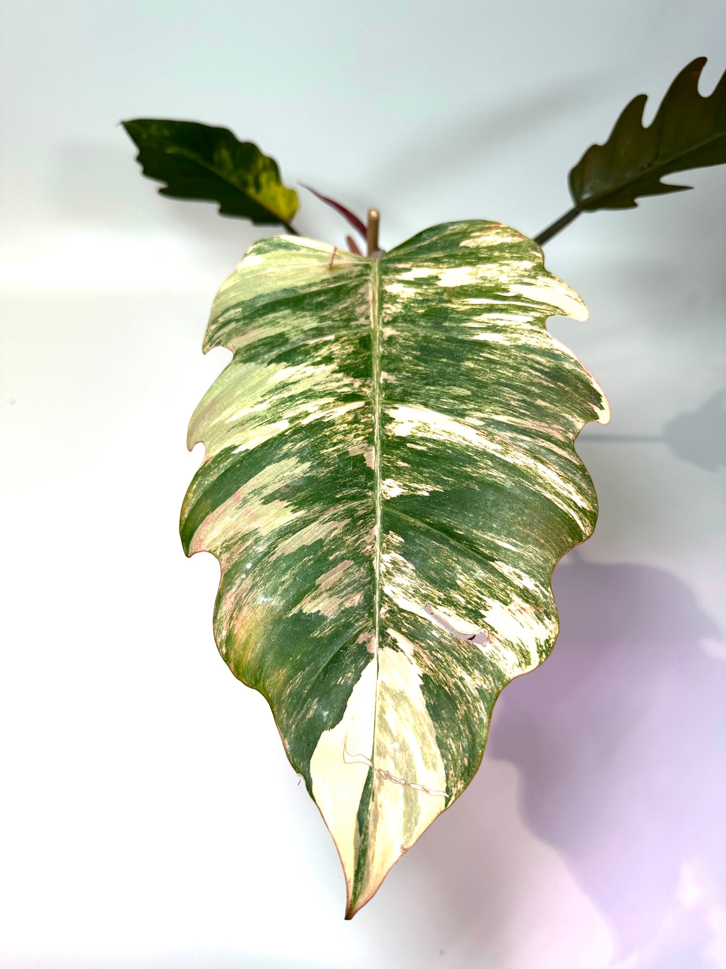 Philodendron 'Caramel Marble' No. 2