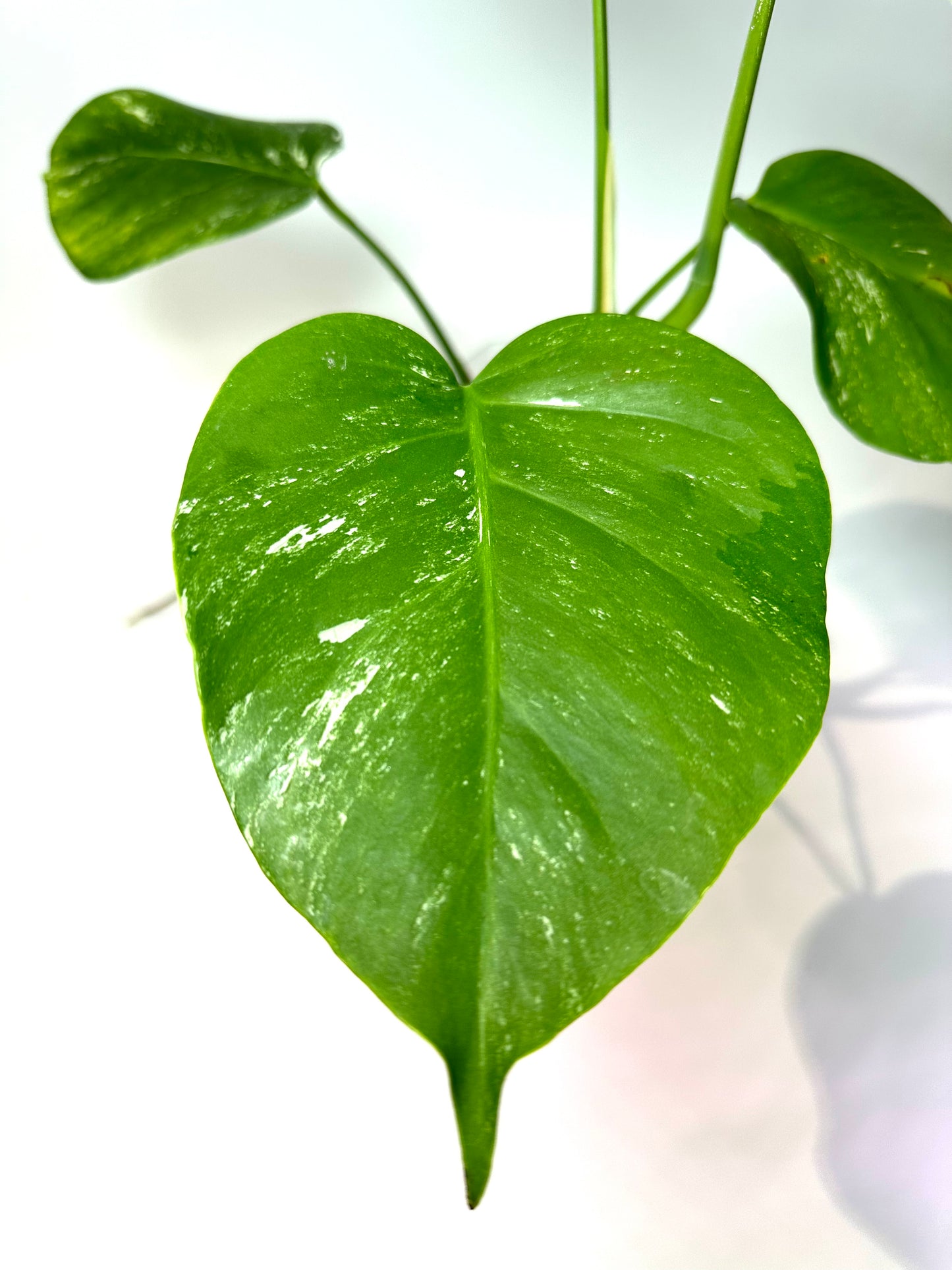 Monstera deliciosa 'Albo' (small form) - No. 2