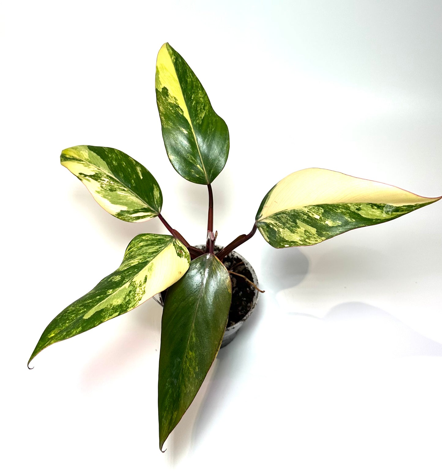 Philodendron 'Strawberry Shake' No. 1
