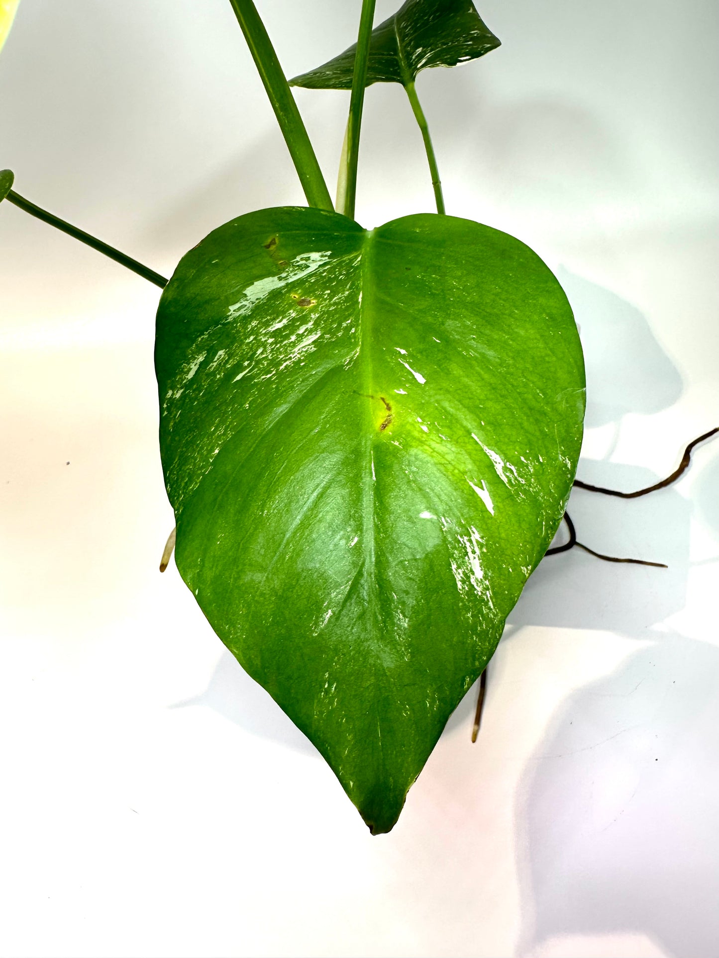 Monstera deliciosa 'Albo' (small form) - No. 2