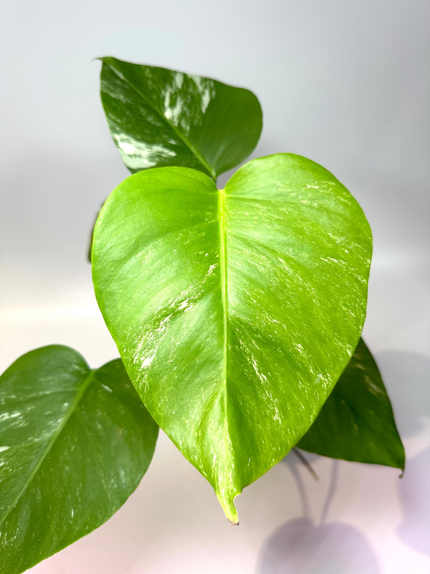 Monstera deliciosa 'Albo' (small form) - No. 2