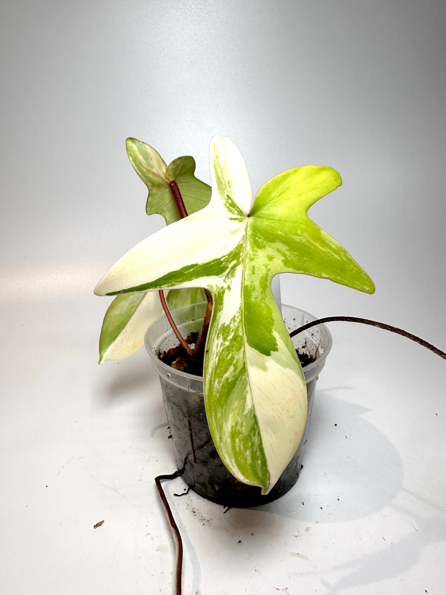 Philodendron 'Florida Beauty' No. 1