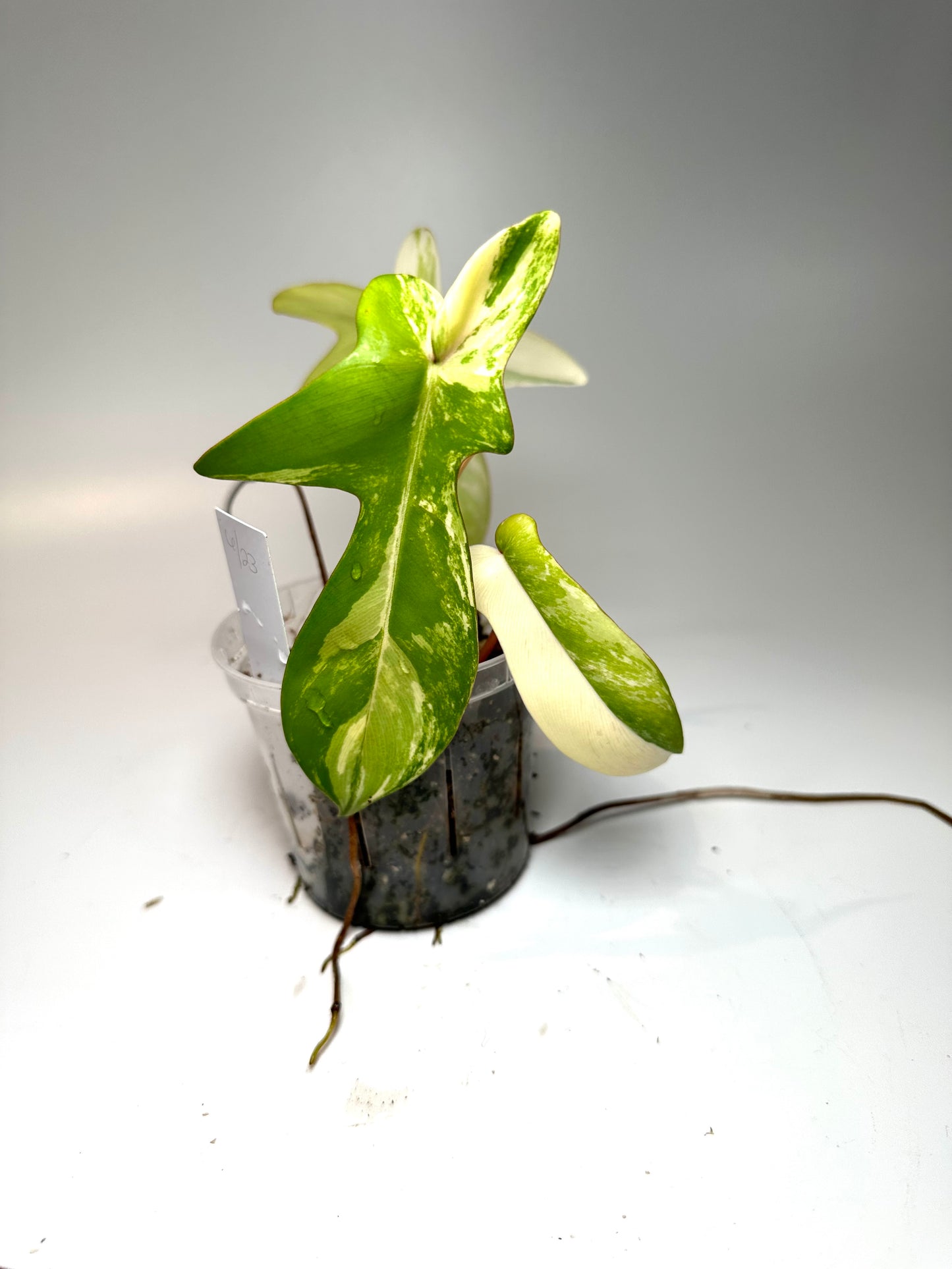Philodendron 'Florida Beauty' No. 1