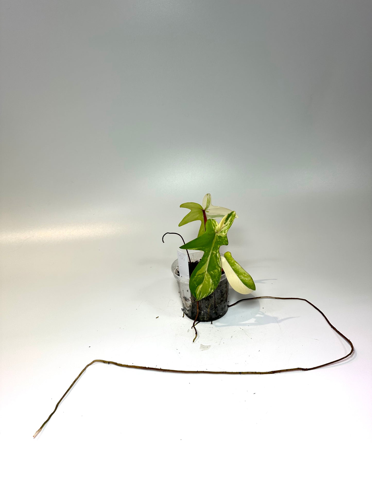 Philodendron 'Florida Beauty' No. 1