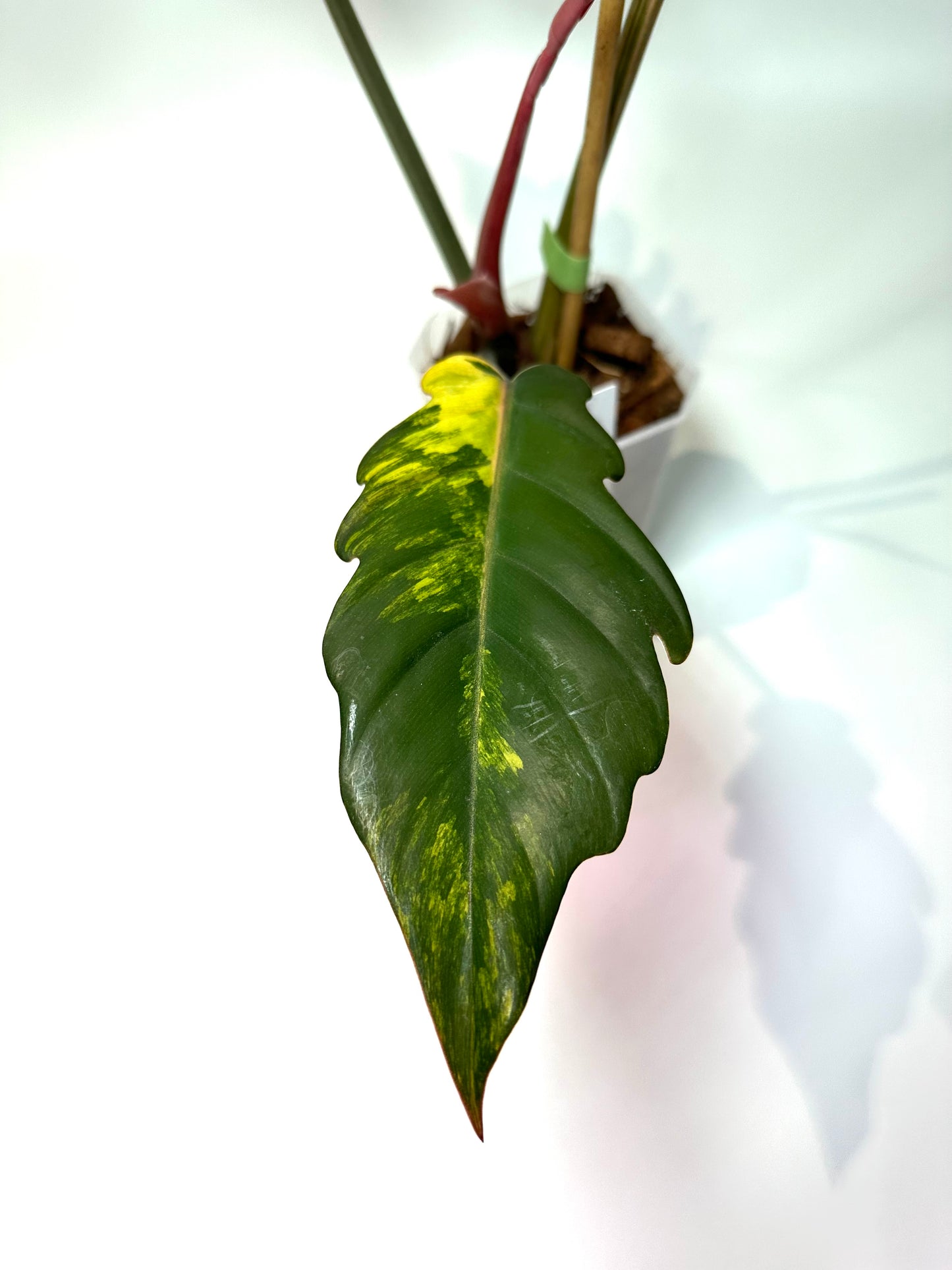 Philodendron 'Caramel Marble' No. 2