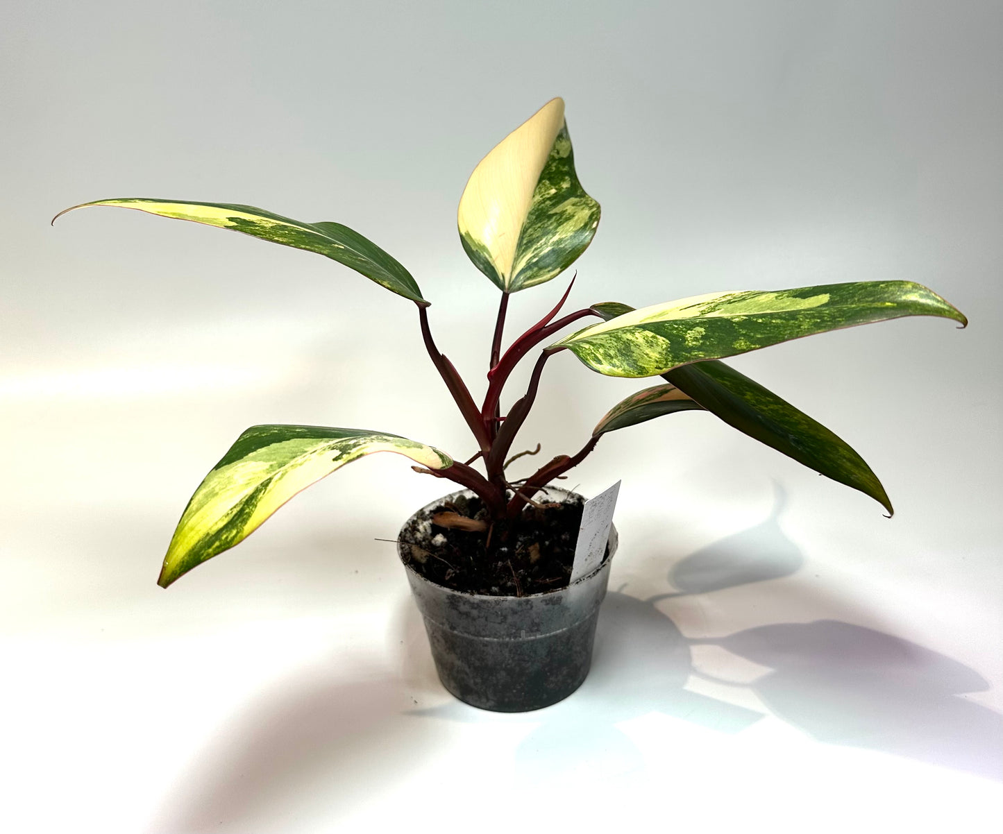 Philodendron 'Strawberry Shake' No. 1