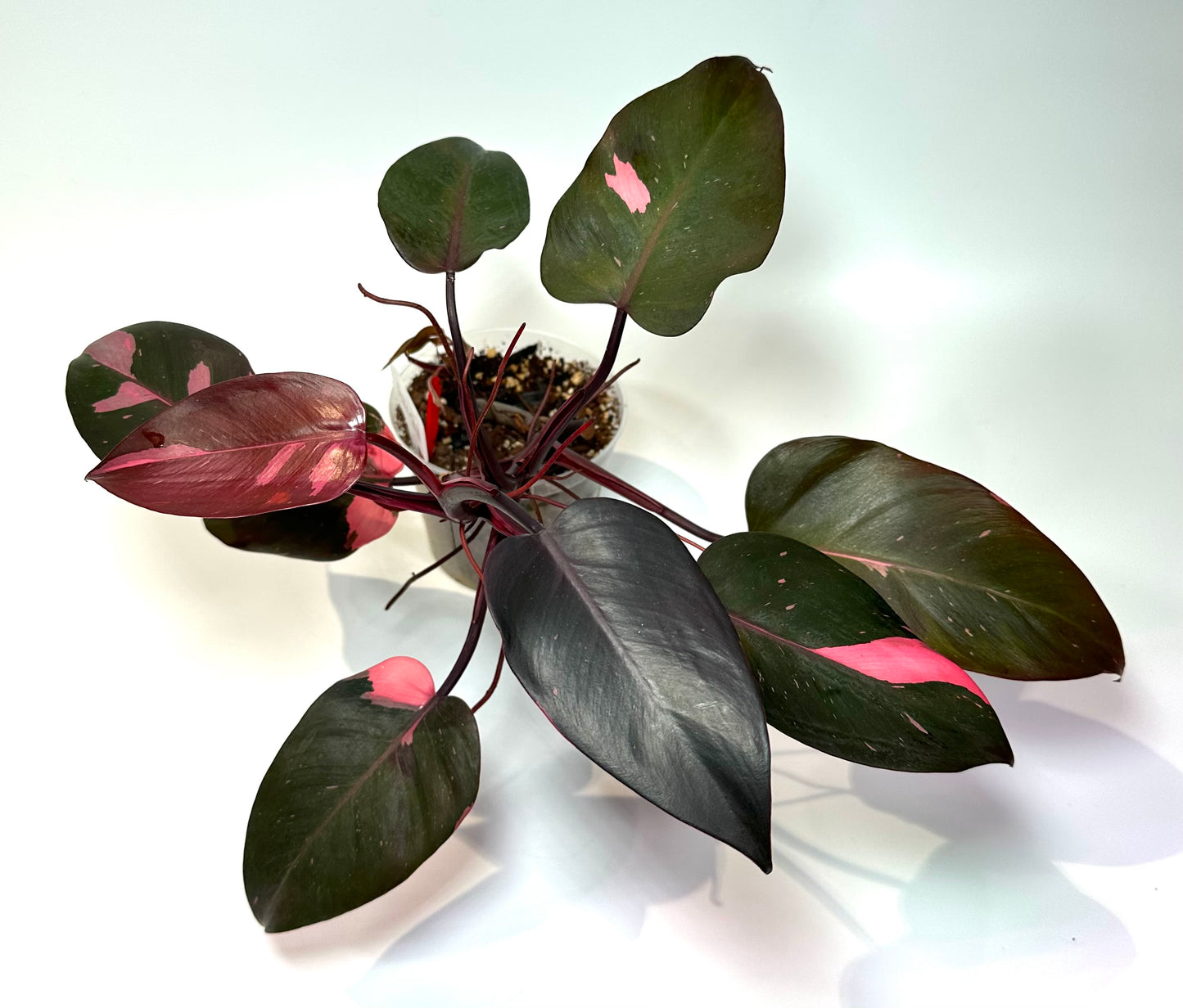 Philodendron 'Pink Princess' *Mother*