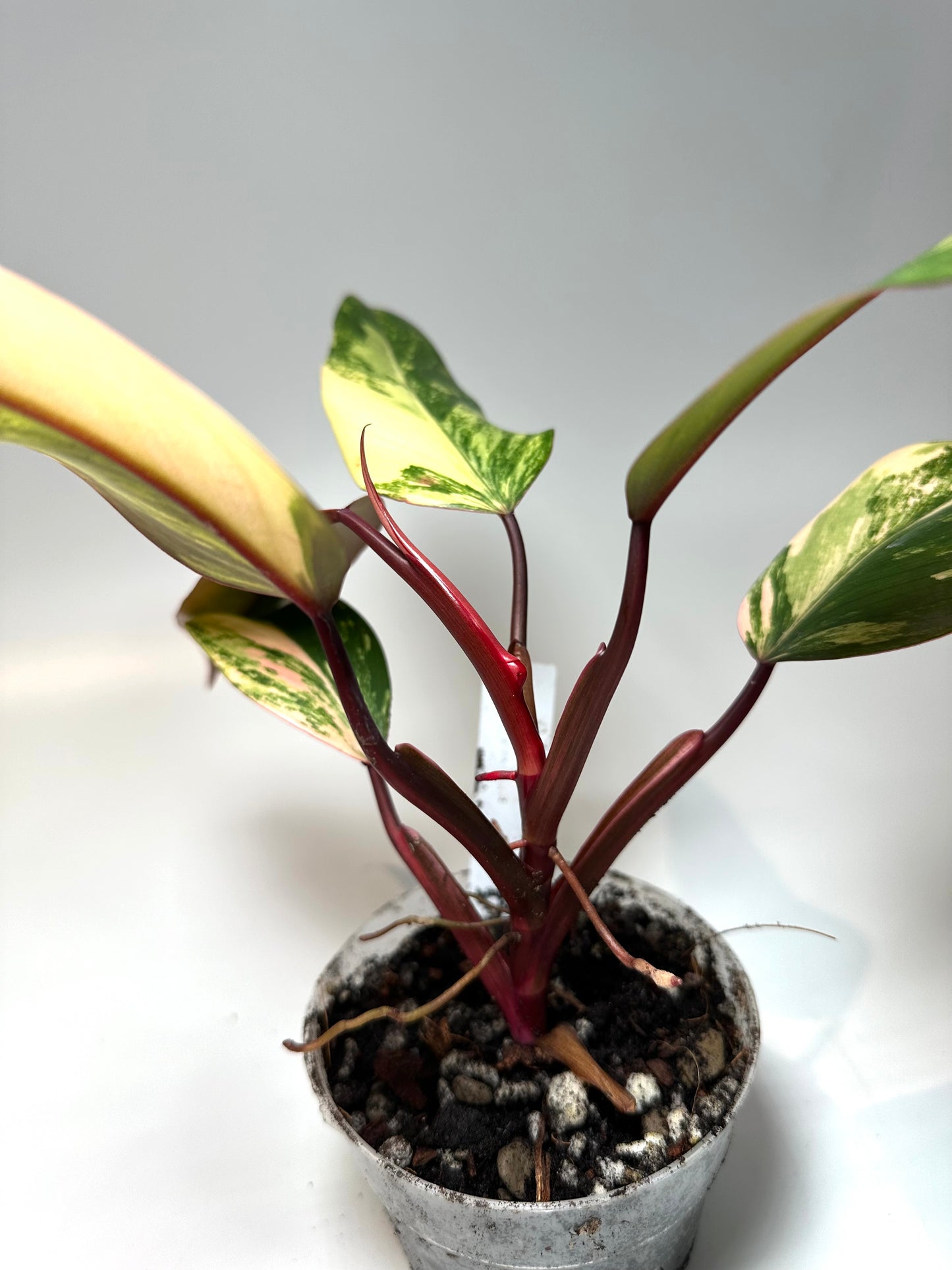 Philodendron 'Strawberry Shake' No. 1