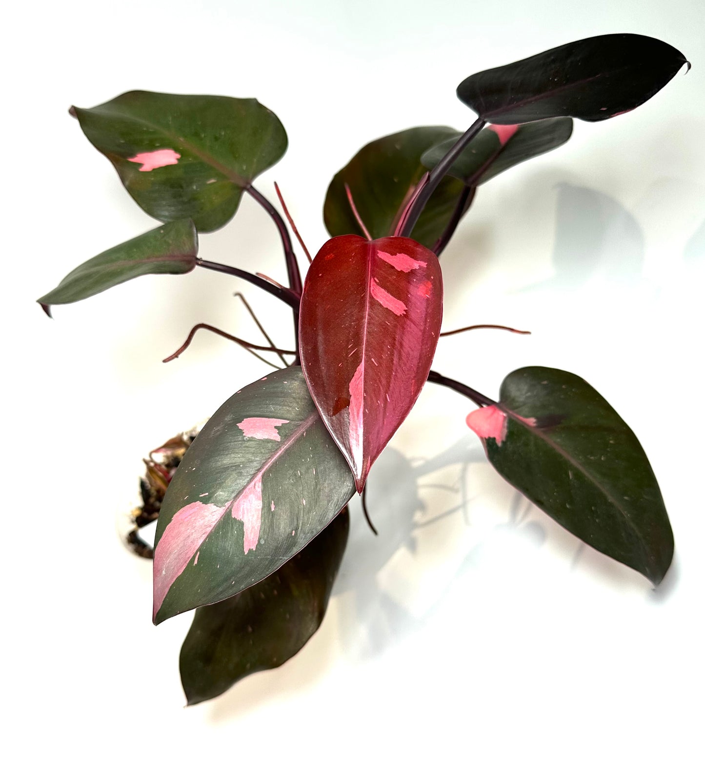 Philodendron 'Pink Princess' *Mother*