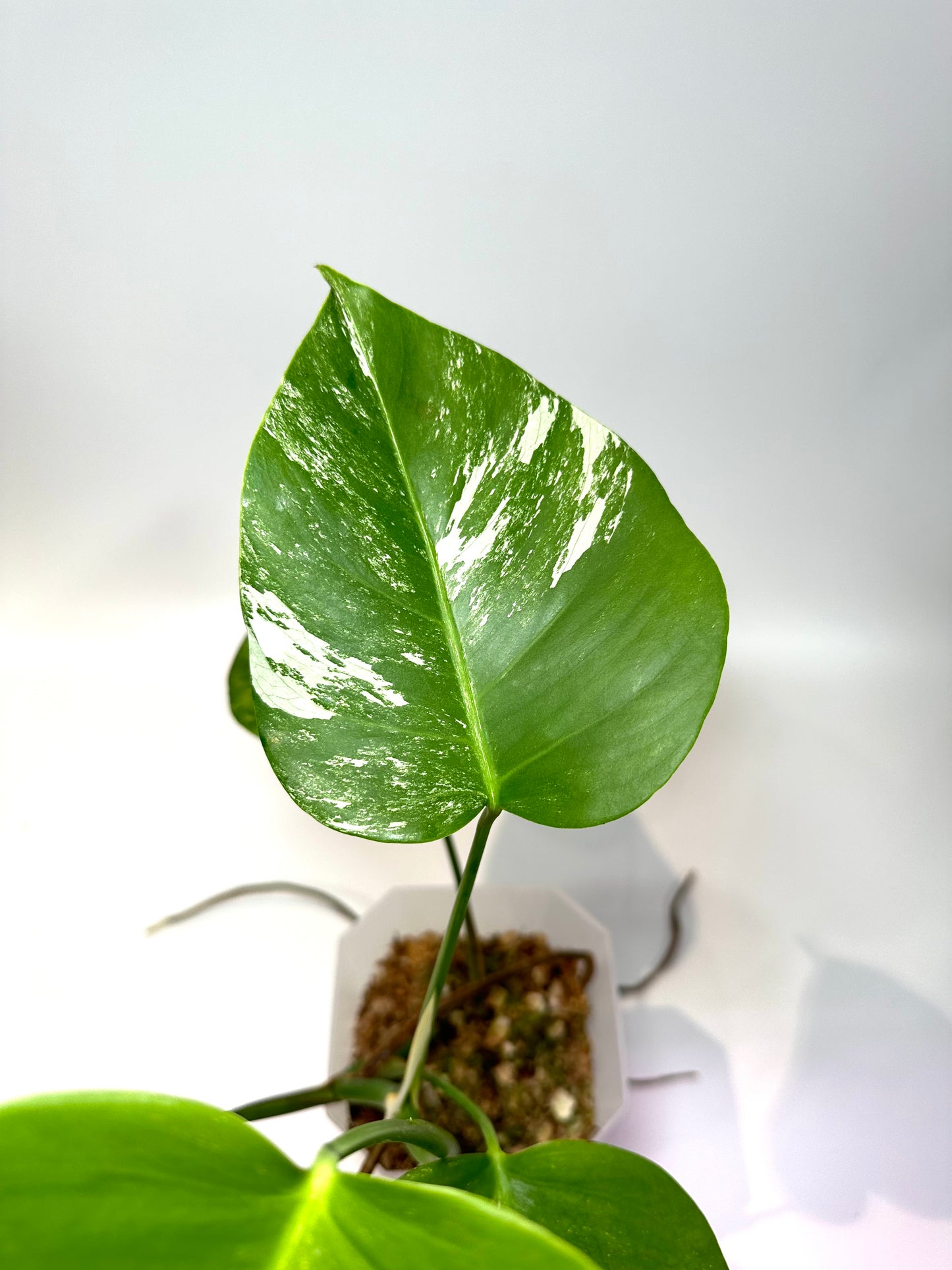 Monstera deliciosa 'Albo' (small form) - No. 2