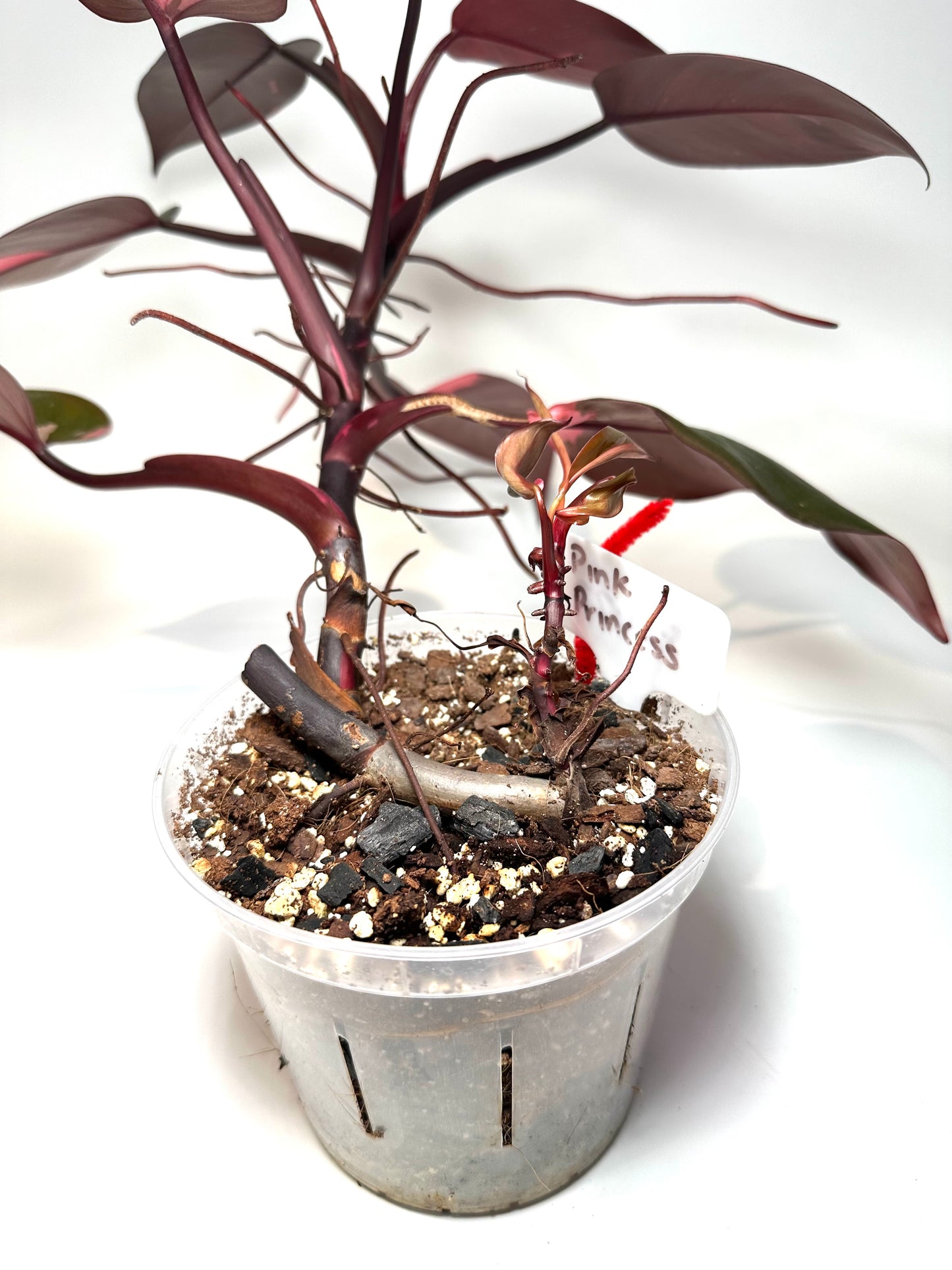 Philodendron 'Pink Princess' *Mother*