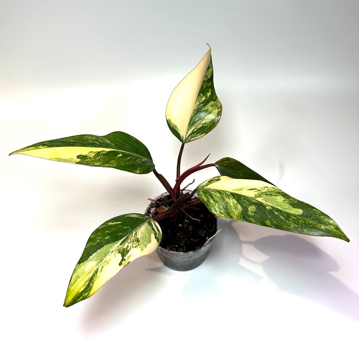 Philodendron 'Strawberry Shake' No. 1