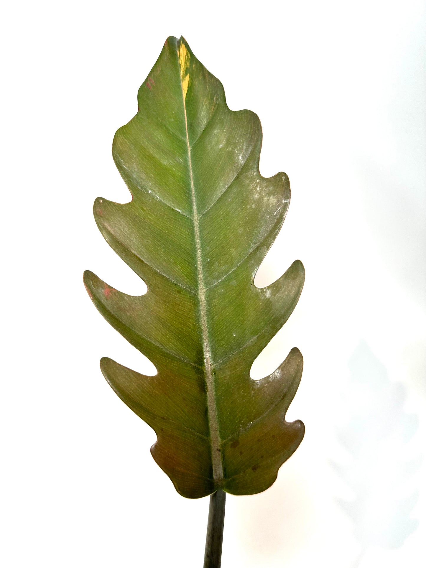Philodendron 'Caramel Marble' No. 2