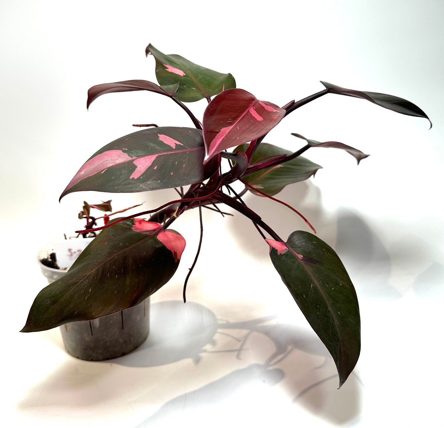 Philodendron 'Pink Princess' *Mother*