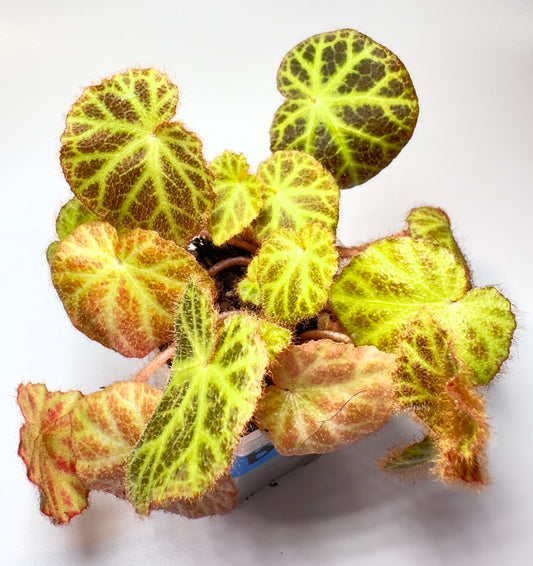 Begonia klemmei [B3]