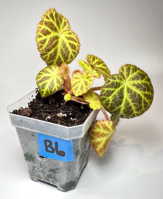 Begonia klemmei [B6]