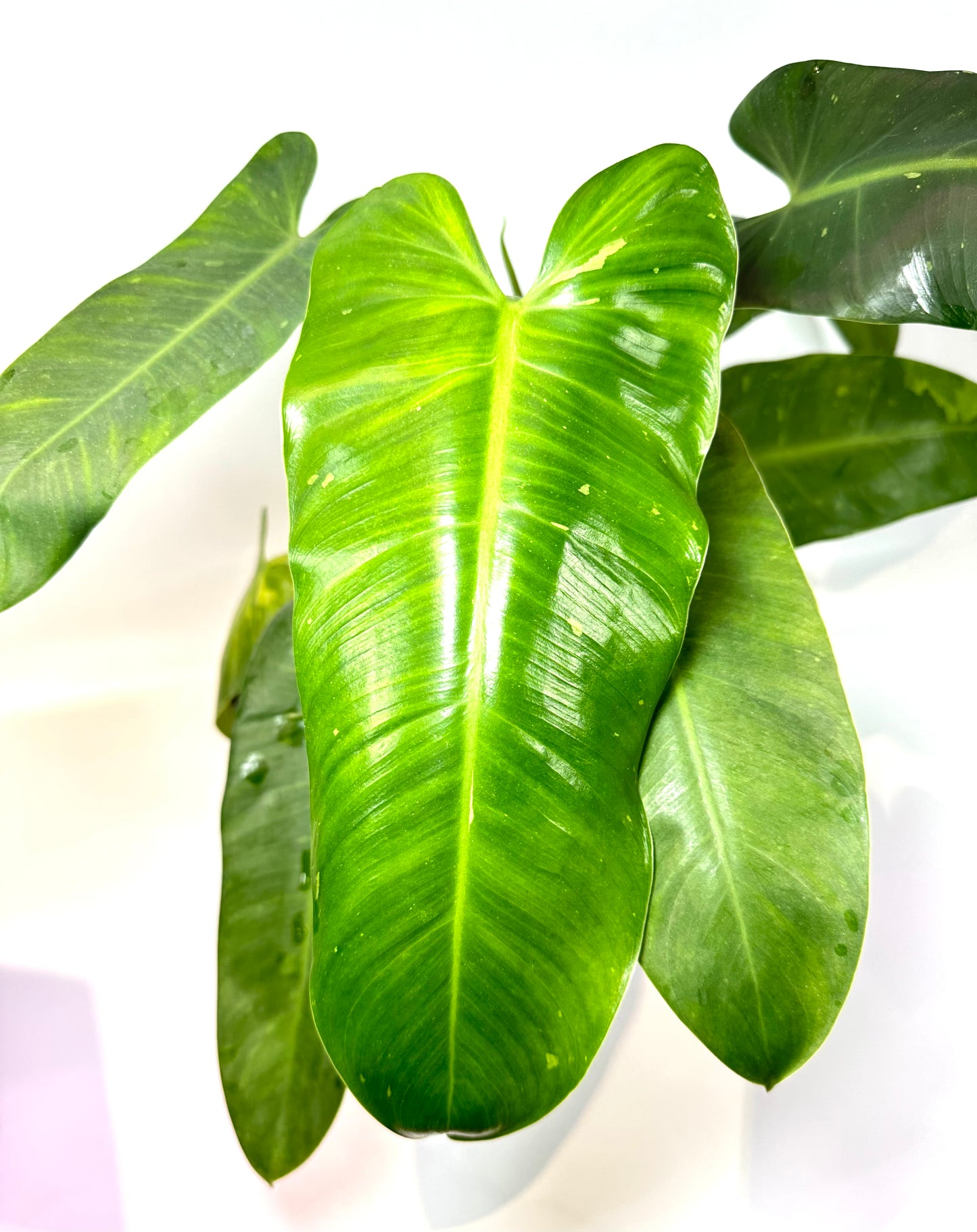 Philodendron Jose Buono [J1]