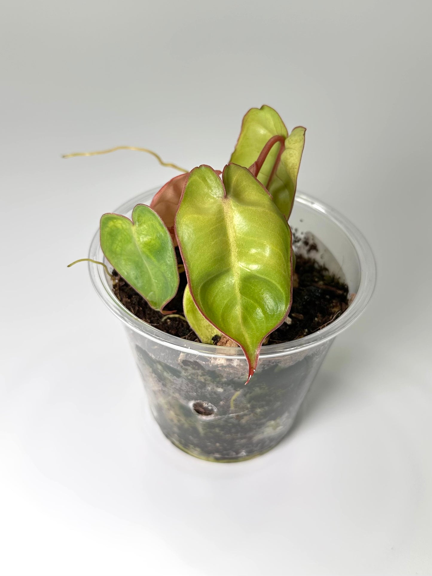 Baby Plant Bundle - Option 2
