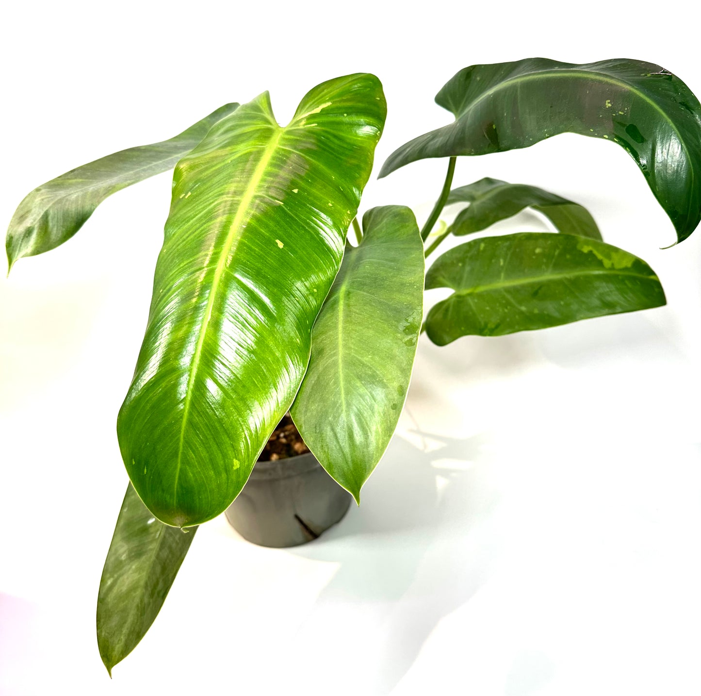 Philodendron Jose Buono [J1]