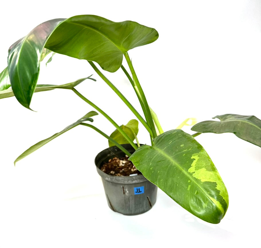 Philodendron Jose Buono [J1]