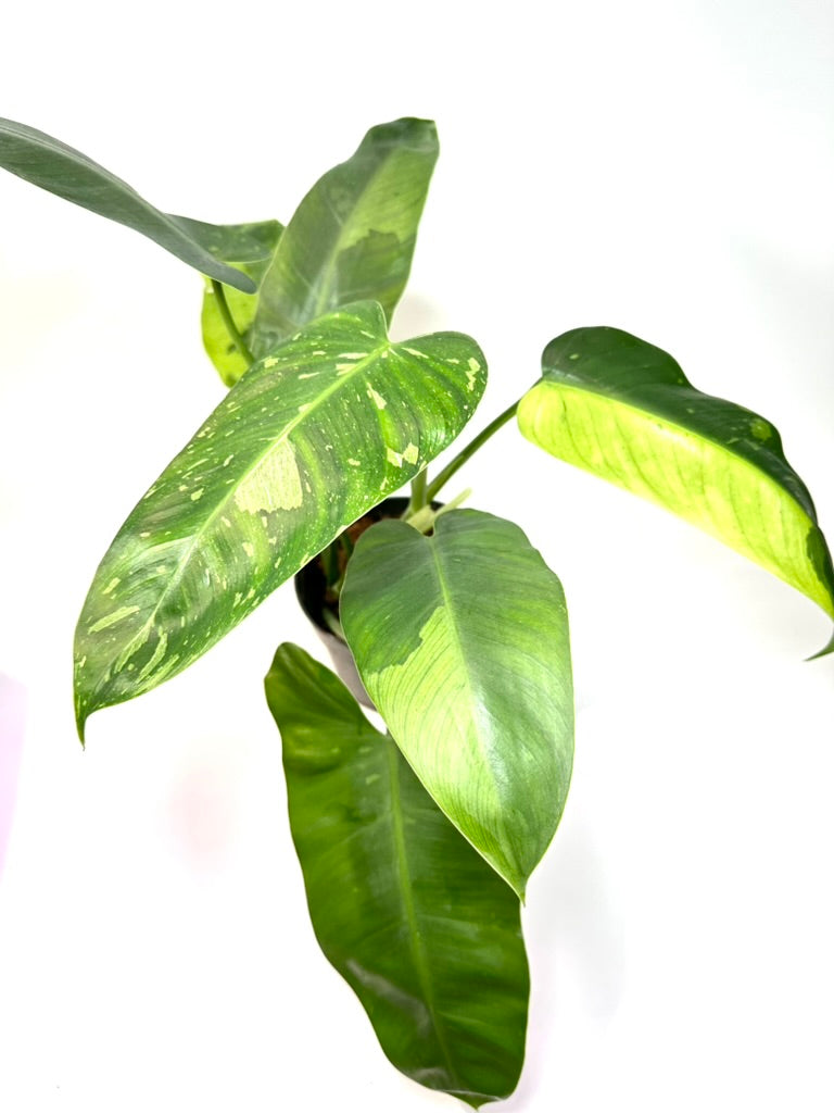 Philodendron Jose Buono [J2]