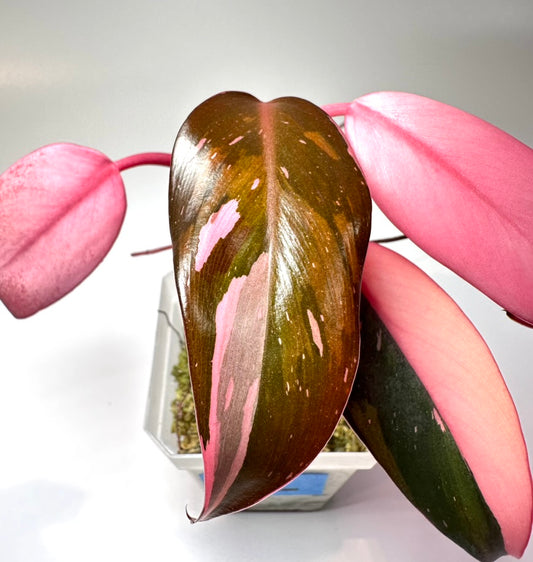 Philodendron 'Pink Princess' - Rooted Cutting [P2]