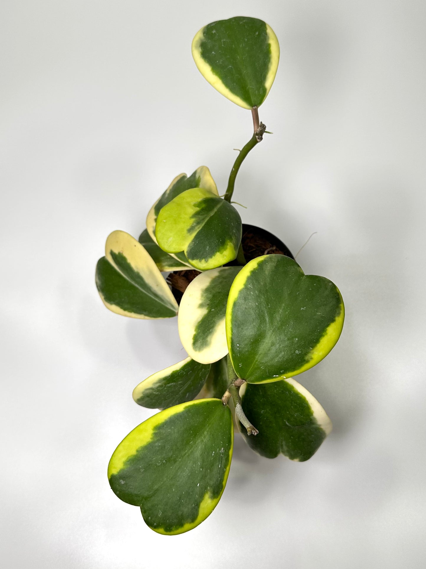 Hoya kerrii Variegated (Outer) - No. 1