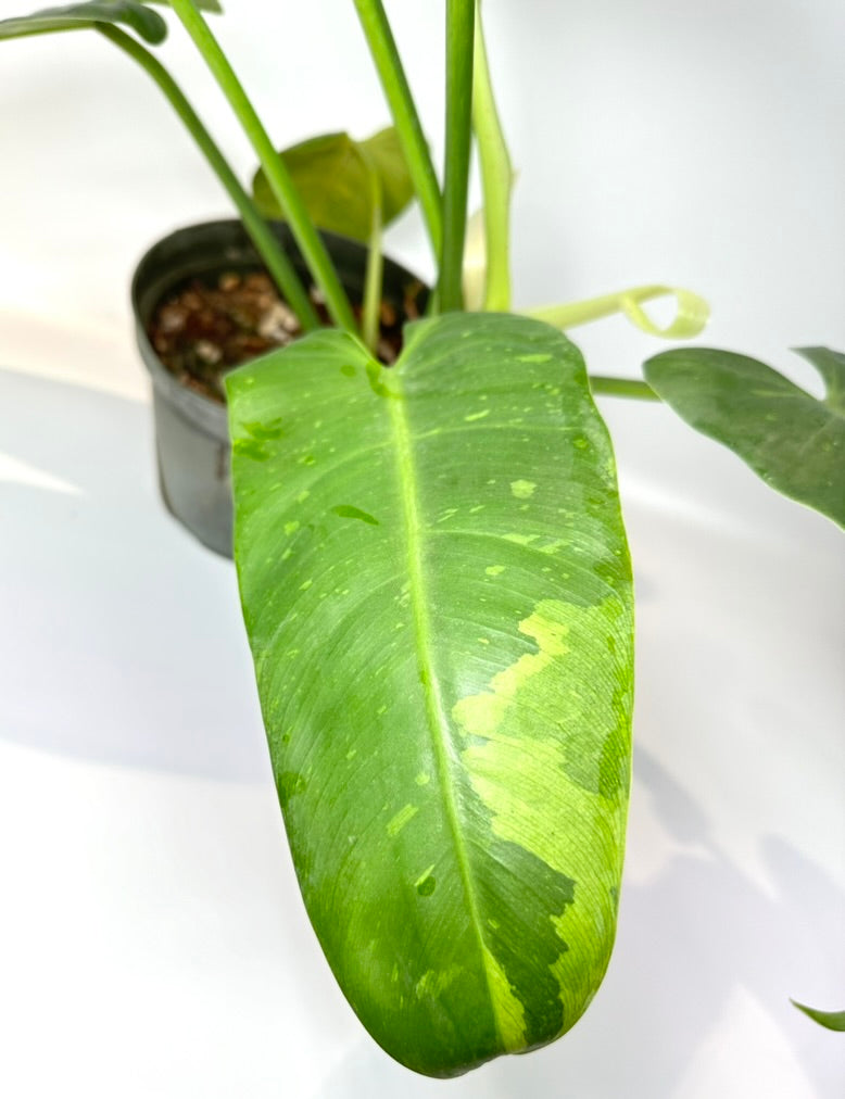 Philodendron Jose Buono [J1]