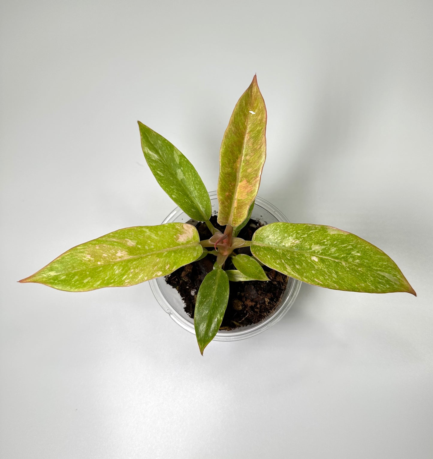 Baby Plant Bundle - Option 2