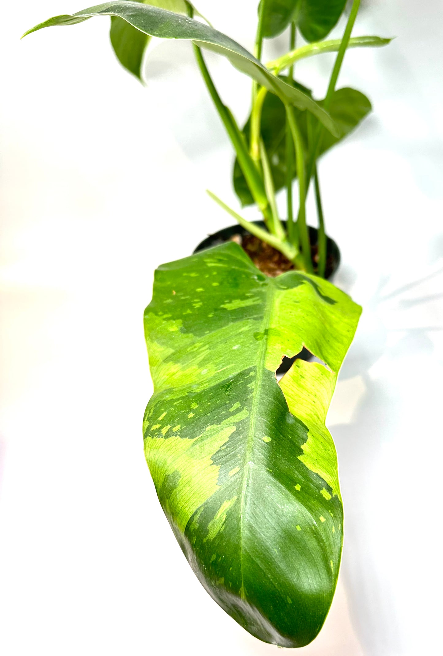 Philodendron Jose Buono [J2]