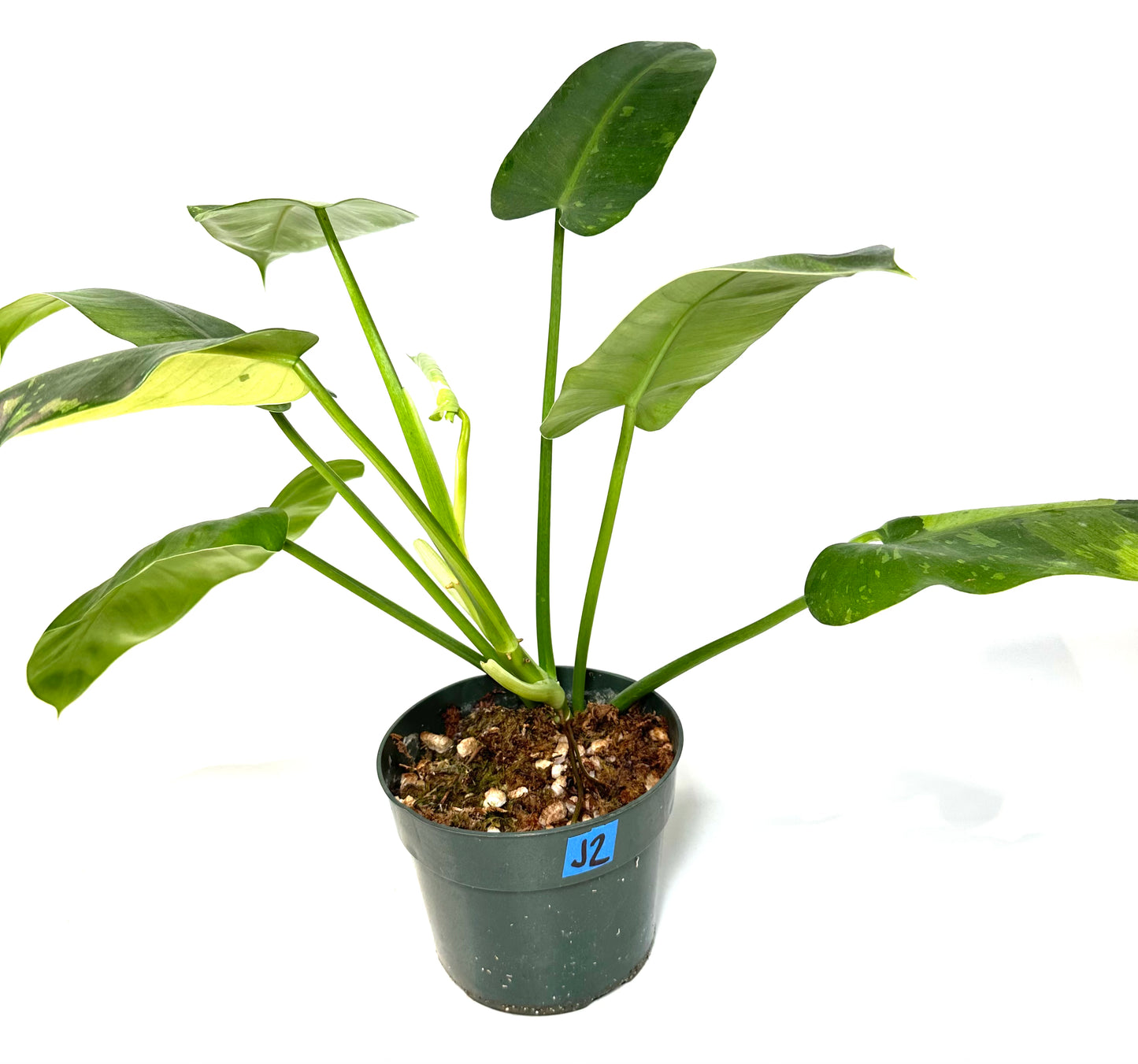 Philodendron Jose Buono [J2]