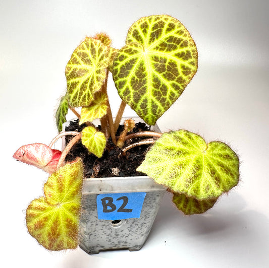 Begonia klemmei [B2]