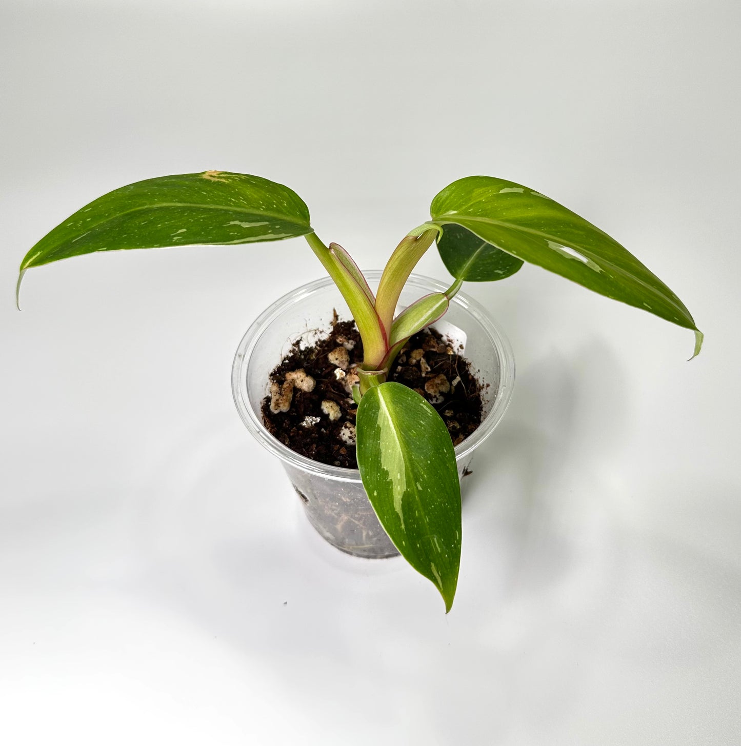 Baby Plant Bundle - Option 1