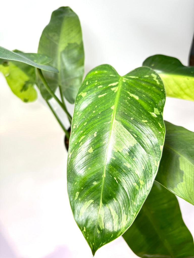 Philodendron Jose Buono [J2]