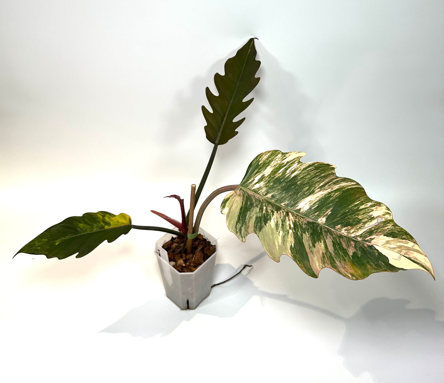 Philodendron 'Caramel Marble' No. 2