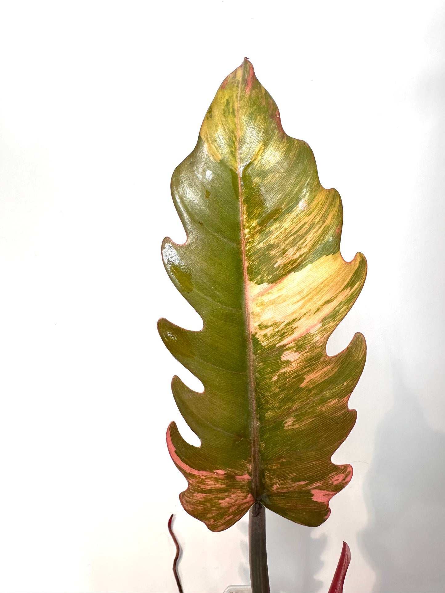 Philodendron 'Caramel Marble' No. 1