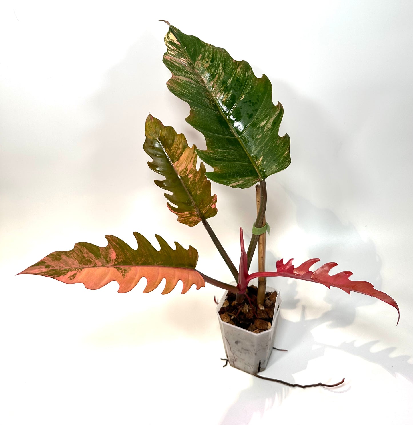 Philodendron 'Caramel Marble' No. 1