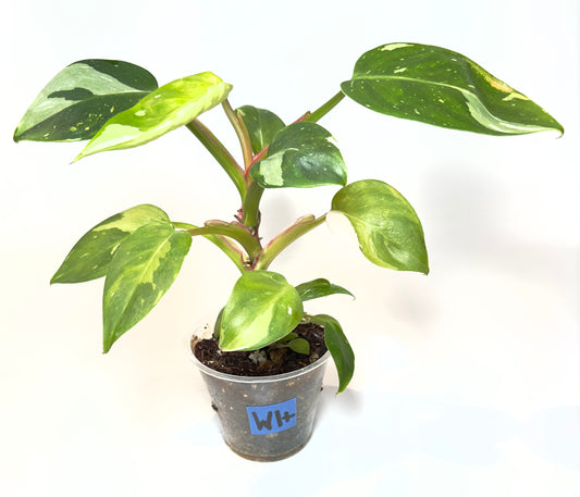 Philodendron 'White Princess' (2 Baby Plants) [W1+]