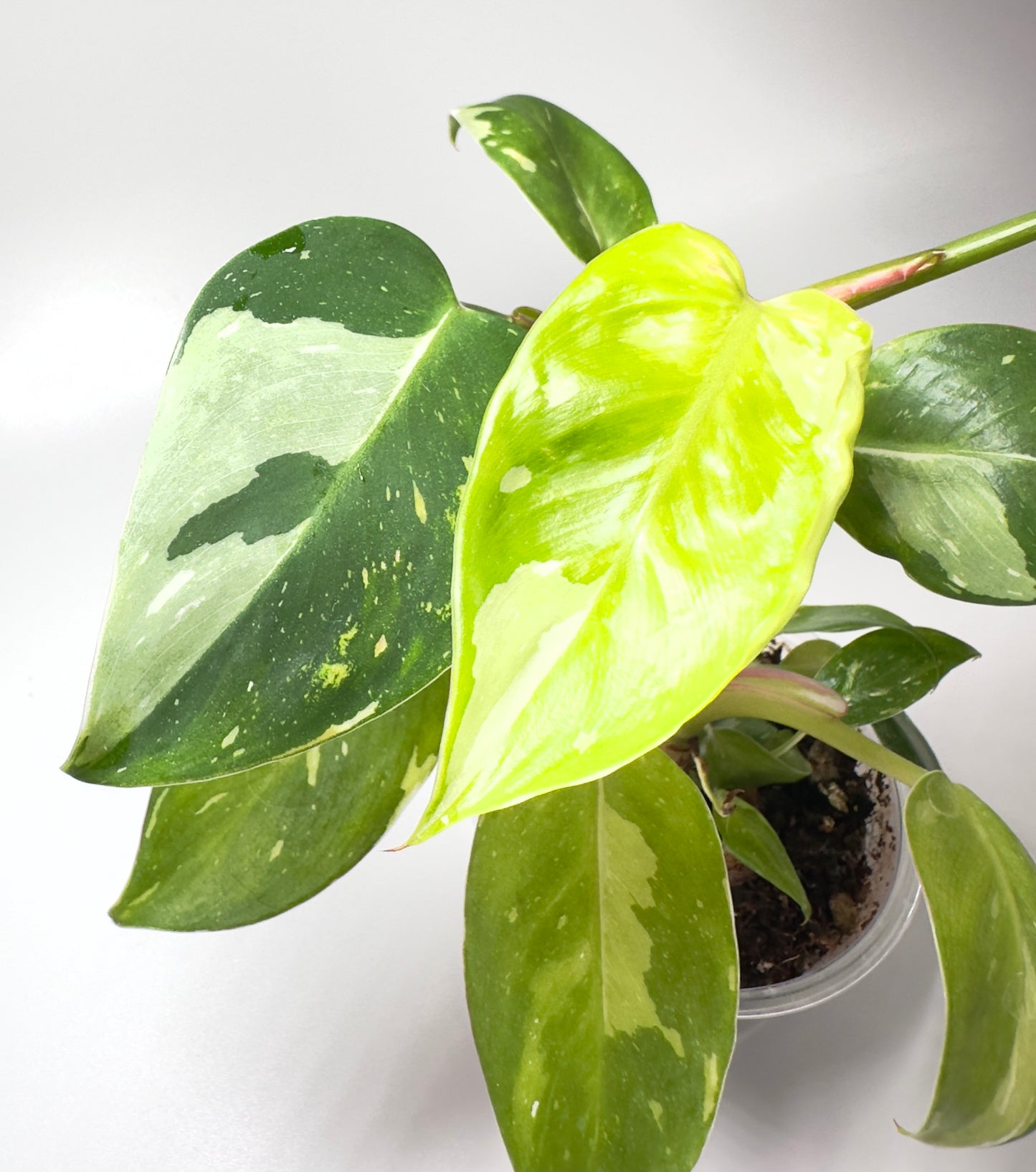 Philodendron 'White Princess' (2 Baby Plants) [W1+]