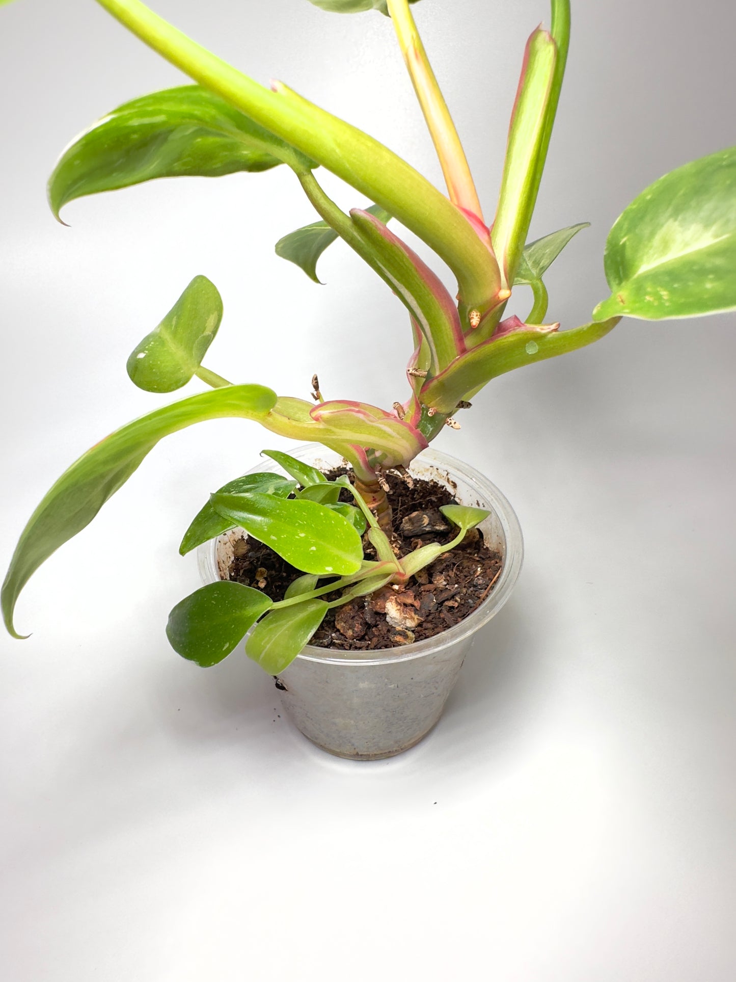 Philodendron 'White Princess' (2 Baby Plants) [W1+]