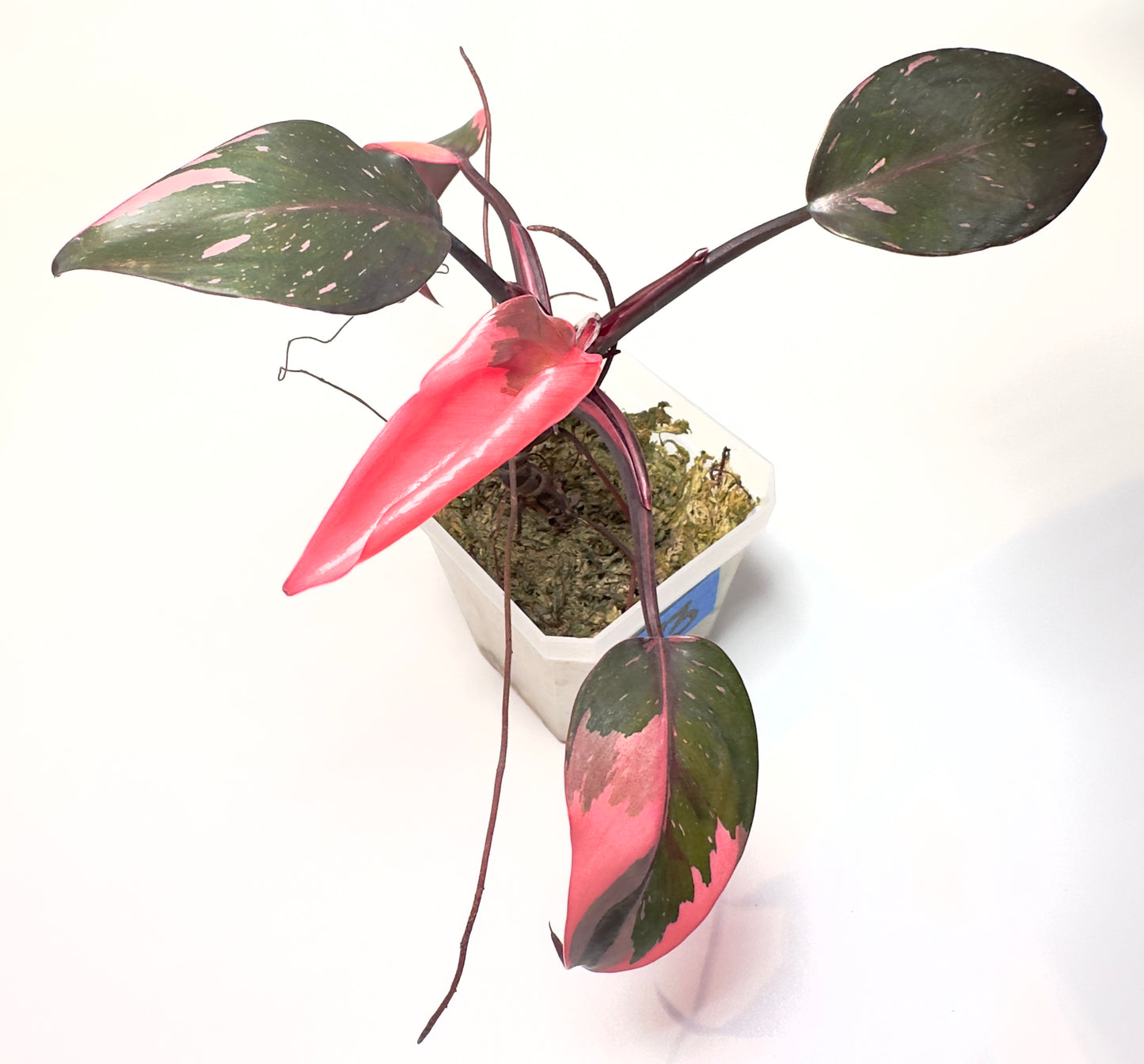 Philodendron 'Pink Princess' - Rooted Cutting [P3]