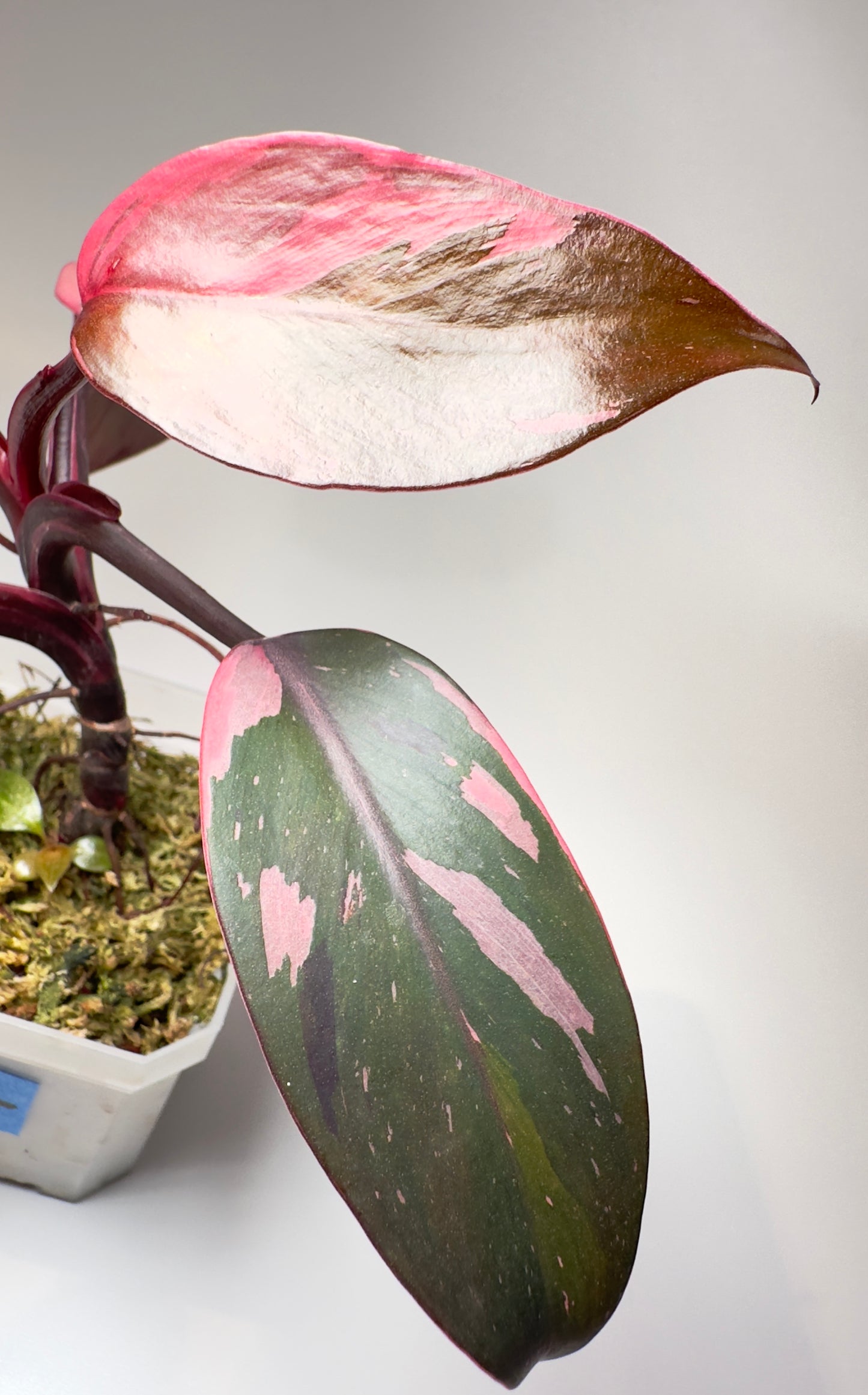 Philodendron 'Pink Princess' - Rooted Cutting [P4]